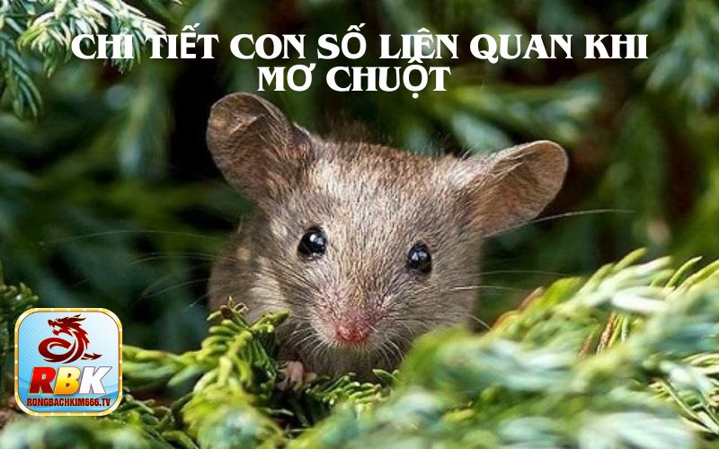 Mơ Thấy Chuột Đánh Con Gì? Tốt Hay Xấu?