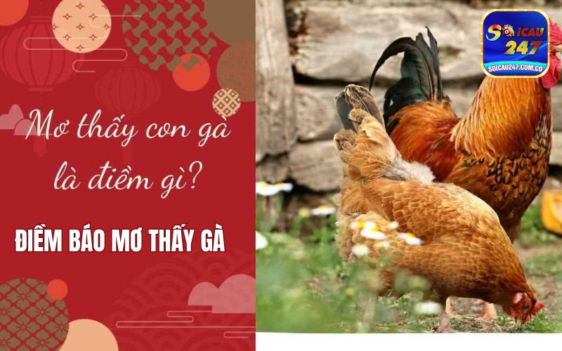 Mơ Thấy Gà Đánh Con Gì? Mang Điềm Lành Hay Dữ