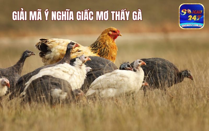 Mơ Thấy Gà Đánh Con Gì? Mang Điềm Lành Hay Dữ