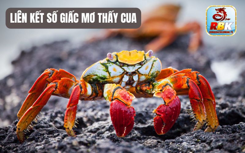 Mơ Thấy Cua Đánh Con Gì Đổi Vận, Tài Lộc Đến 