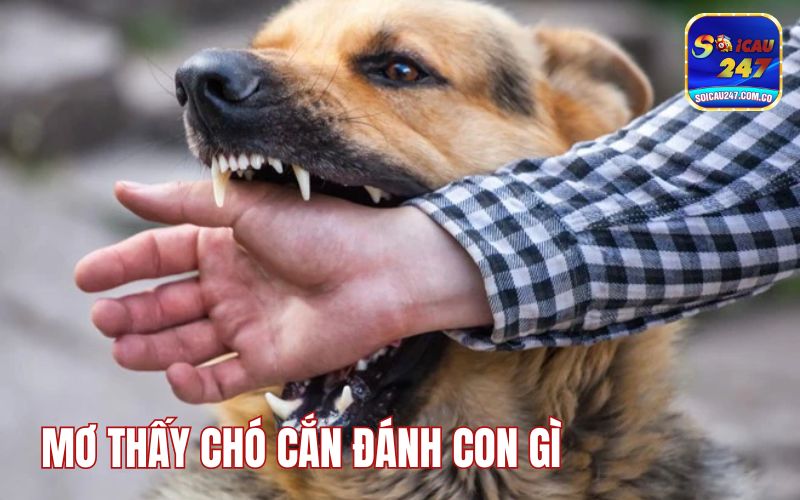 Mơ Thấy Chó Cắn Đánh Con Gì? Giải Mã Điềm Báo