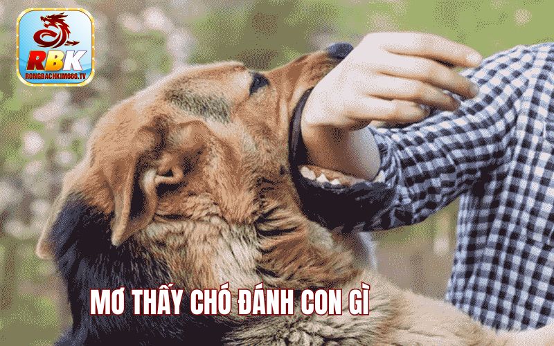 Mơ Thấy Chó Đánh Con Gì? Là Điềm Hung Hay Cát