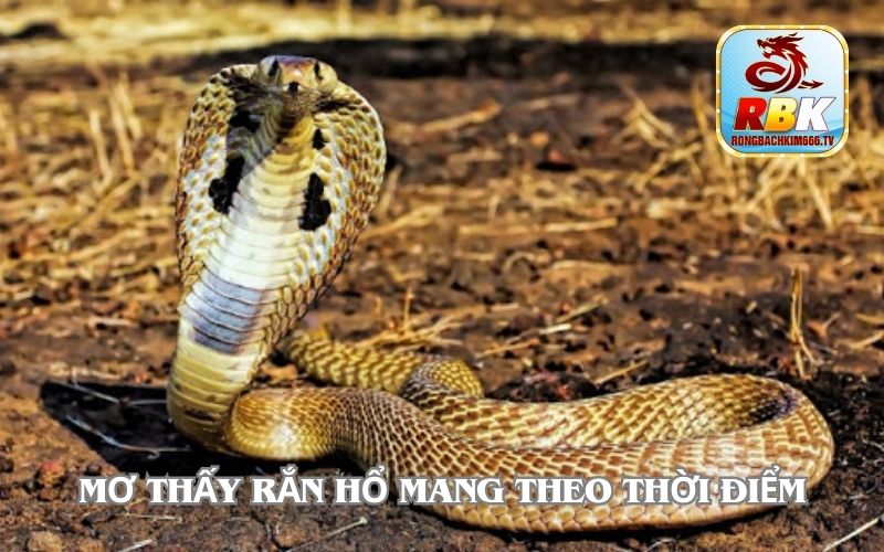 Mơ Thấy Rắn Hổ Mang Đánh Cho Gì Cho May