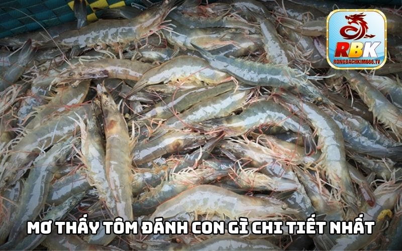 Mơ Thấy Tôm Đánh Con Gì Chuẩn Xác Nhất