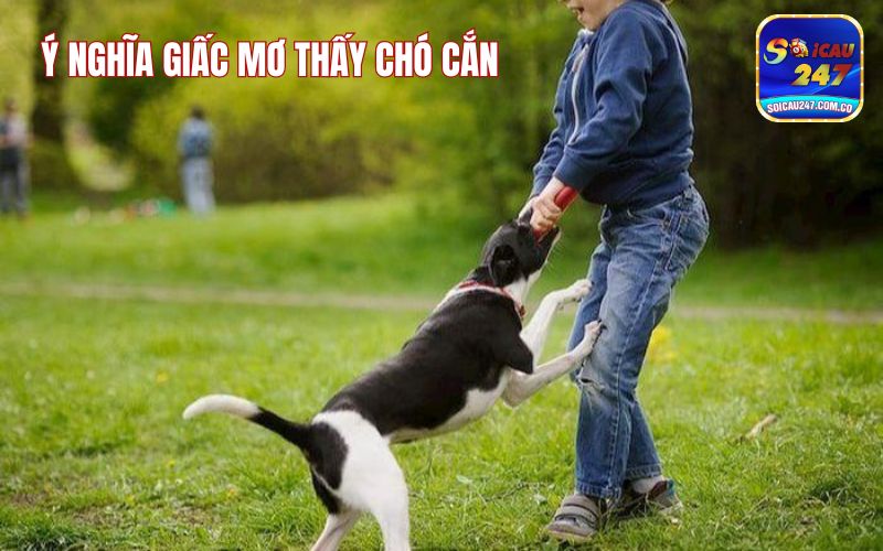 Mơ Thấy Chó Cắn Đánh Con Gì? Giải Mã Điềm Báo