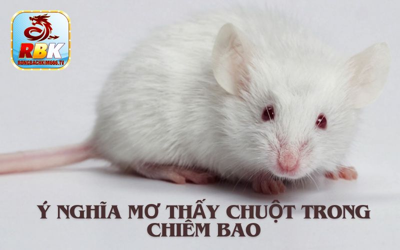 Mơ Thấy Chuột Đánh Con Gì? Tốt Hay Xấu?