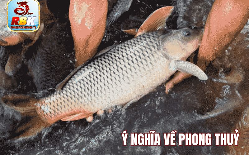 Mơ Thấy Cá Đánh Con Gì? Mẹo Hay Thắng Đề 