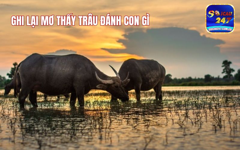 Mơ Thấy Trâu Đánh Con Gì Để Thắng Lớn, Ăn Thưởng To