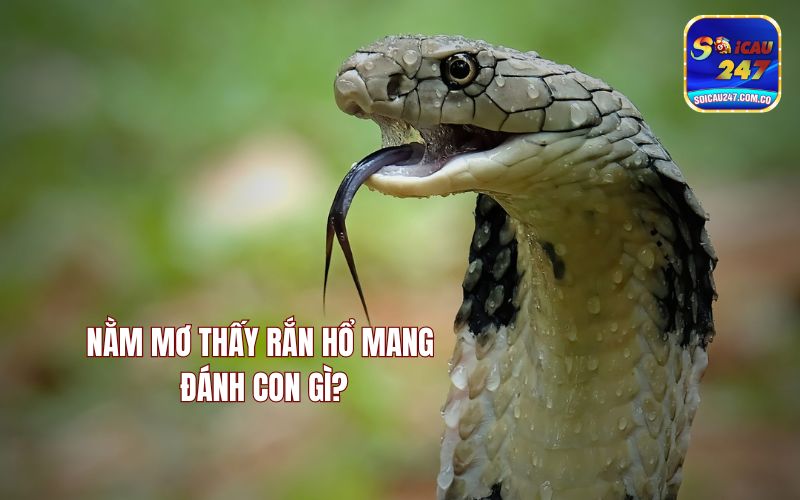 Giải Mã Điềm Báo Nằm Mơ Thấy Rắn Hổ Mang Đánh Con Gì?