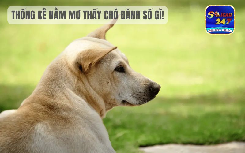 Nằm Mơ Thấy Chó Đánh Con Gì? Báo Mộng Điều Gì