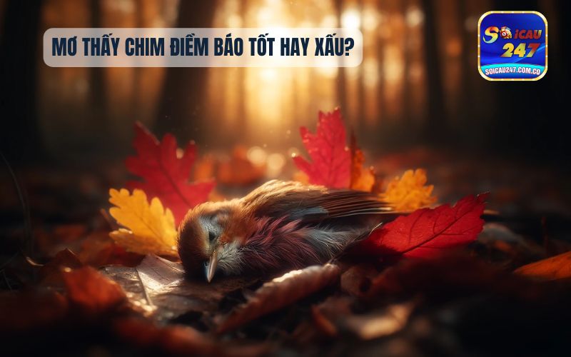 Mơ Thấy Chim Đánh Con Gì? Chiêm Bao Thấy Chim 