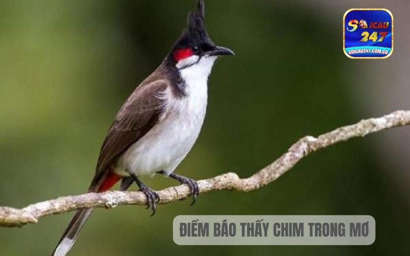 Mơ Thấy Chim Đánh Con Gì? Chiêm Bao Thấy Chim 