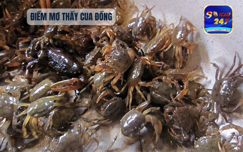 Nằm Mơ Thấy Nhiều Cua Đồng Đánh Con Gì? 