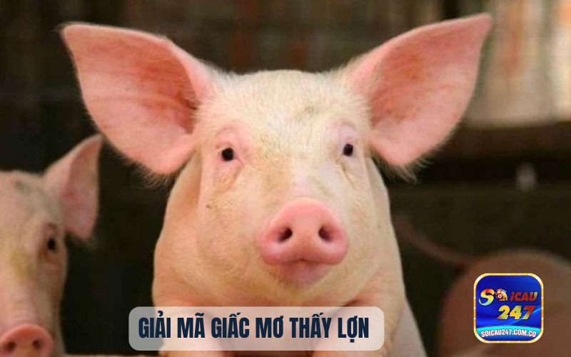 Tiết Lộ Bí Ẩn Giấc Mơ Thấy Lợn Đánh Con Gì? 