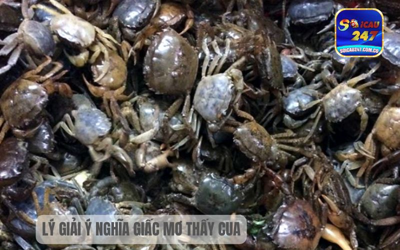 Nằm Mơ Thấy Nhiều Cua Đồng Đánh Con Gì? 