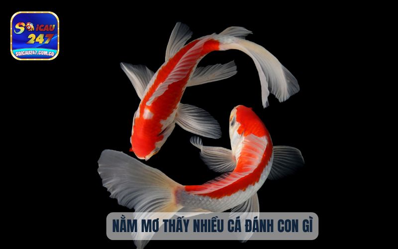 Nằm Mơ Thấy Nhiều Cá Đánh Con Gì? Con Số May Mắn 