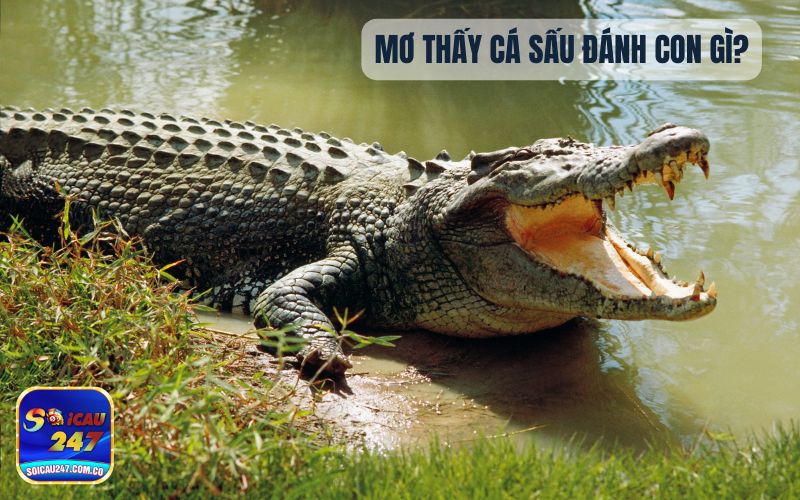 Mơ Thấy Cá Sấu Đánh Con Gì? Là Hên Hay Xui?