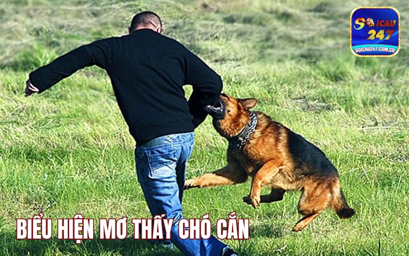 Mơ Thấy Chó Cắn Đánh Con Gì? Giải Mã Điềm Báo Mơ Thấy Chó Cắn Đánh Con Gì? Giải Mã Điềm Báo