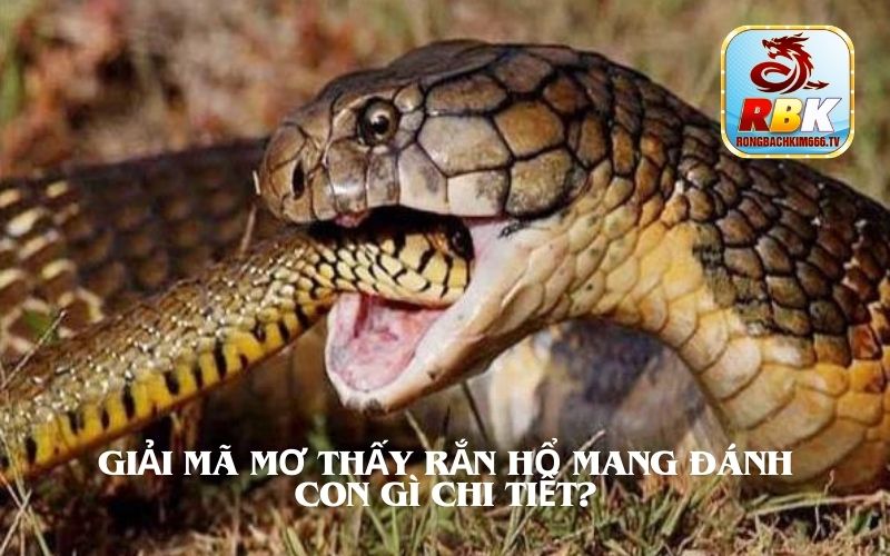 Mơ Thấy Cá Đánh Con Gì? Mẹo Hay Thắng Đề 