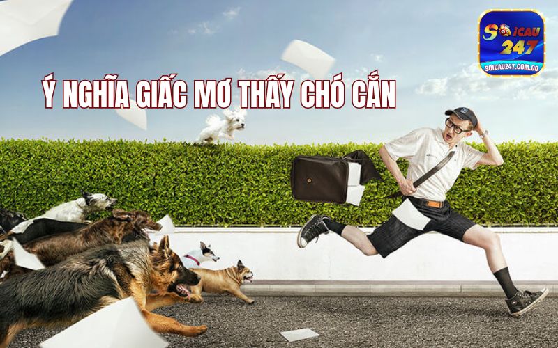 Mơ Thấy Chó Cắn Đánh Con Gì? Giải Mã Điềm Báo Mơ Thấy Chó Cắn Đánh Con Gì? Giải Mã Điềm Báo