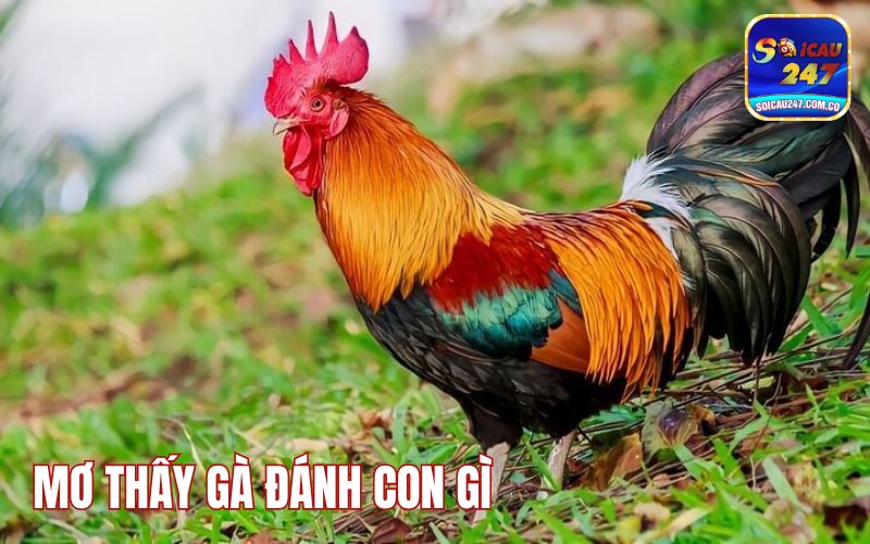 Mơ Thấy Gà Đánh Con Gì? Mang Điềm Lành Hay Dữ Mơ Thấy Gà Đánh Con Gì? Mang Điềm Lành Hay Dữ