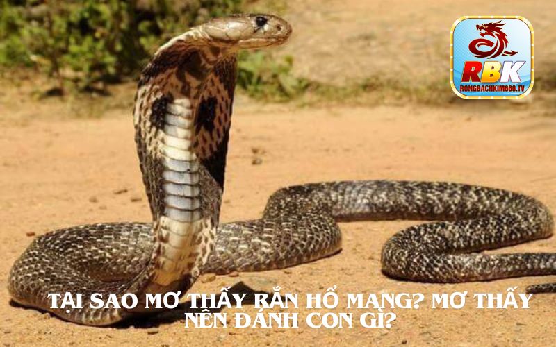 Mơ Thấy Rắn Hổ Mang Đánh Cho Gì Cho May