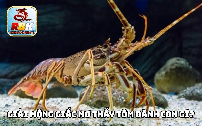Mơ Thấy Tôm Đánh Con Gì Chuẩn Xác Nhất
